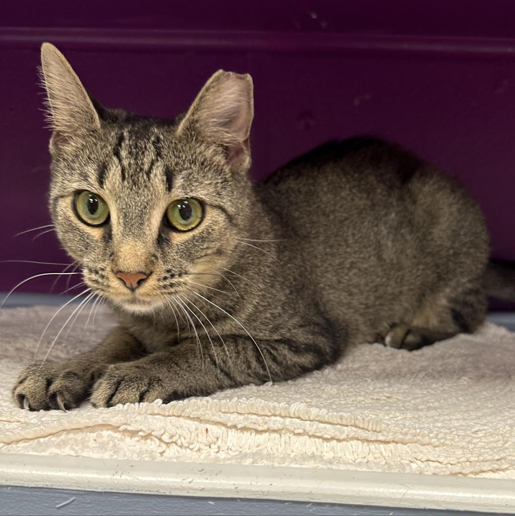 Cass, Adoptable, Adult Female Domestic Short Hair.