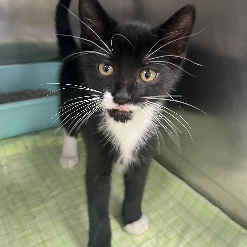 Pepper, ADOPTABLE, Young Female Domestic Short Hair.