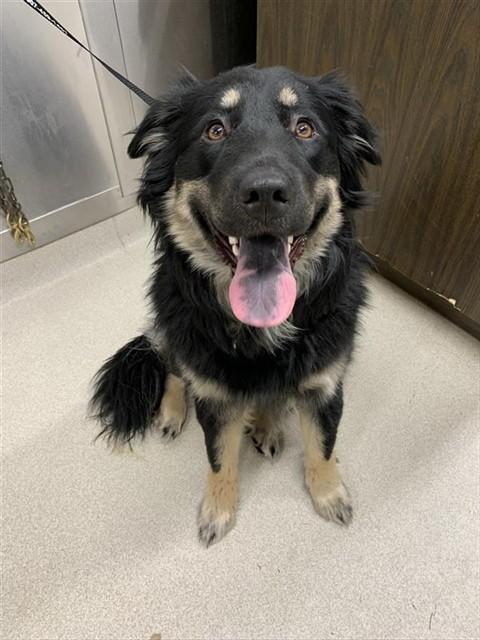 OAKLEY, Adoptable, Young Female Chow Chow & Mixed Breed.