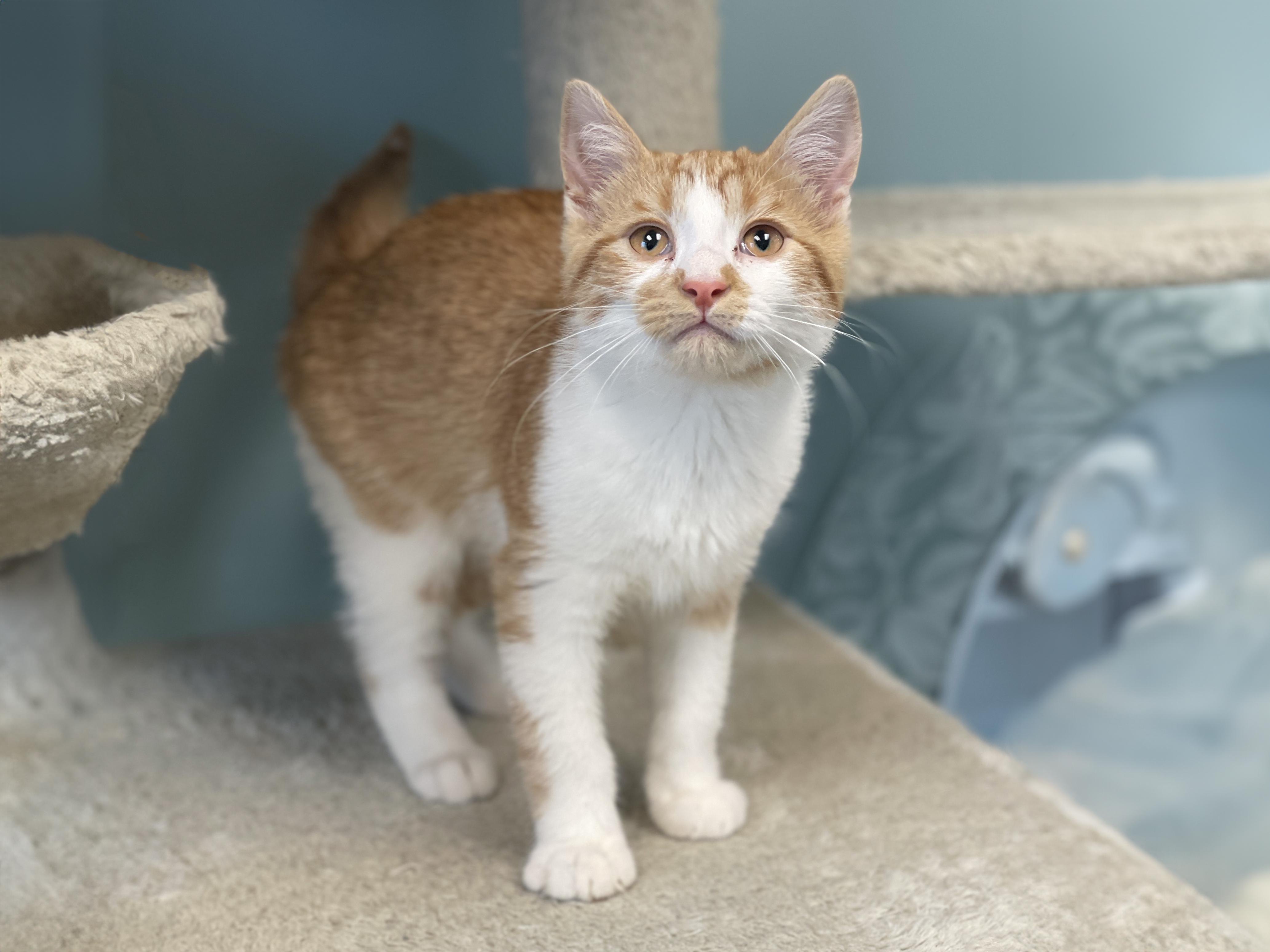 Enlarge Ralphie, an adopted Domestic Short Hair in Charles Town, WV image 2/6