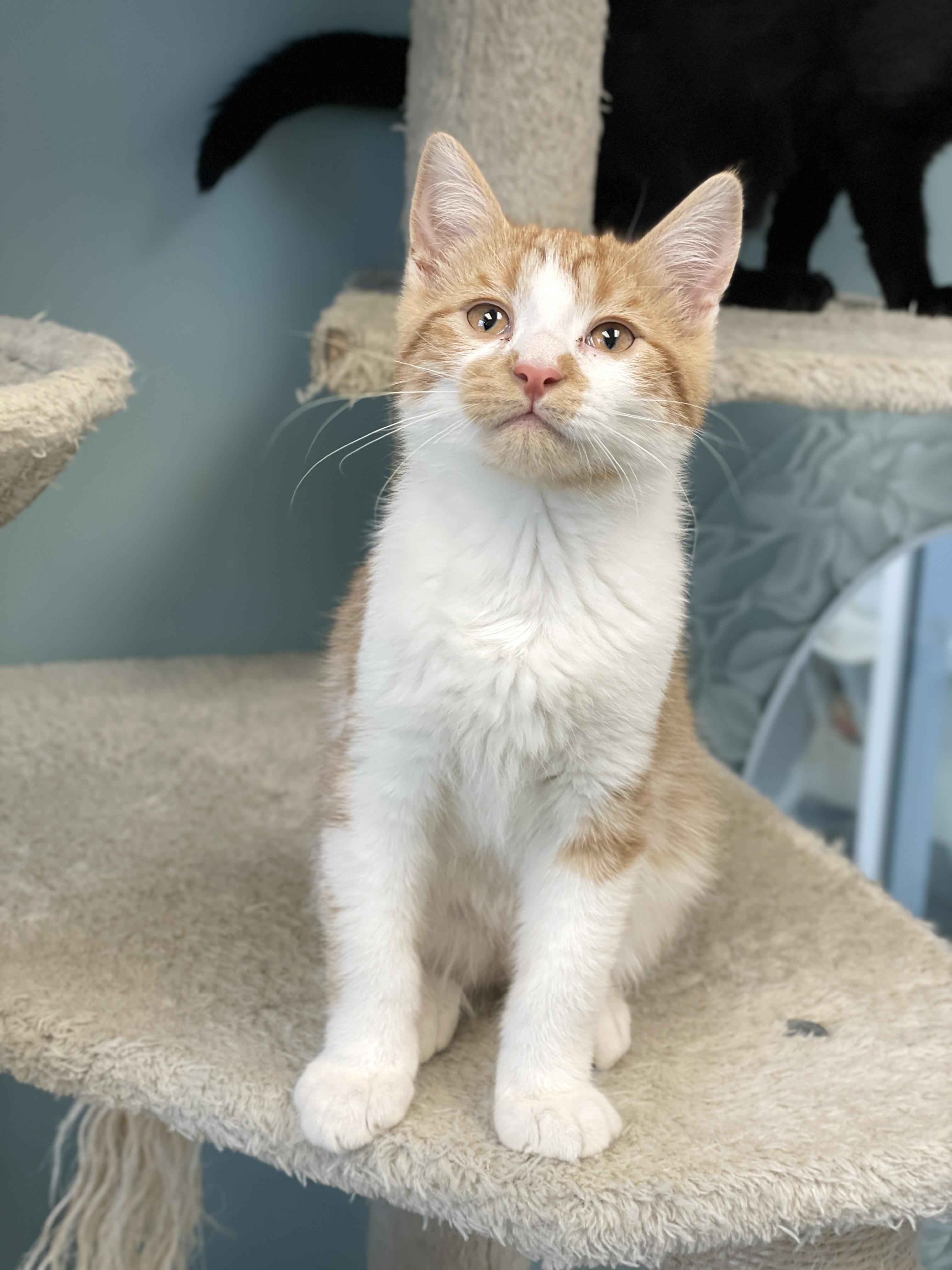 Enlarge Ralphie, an adopted Domestic Short Hair in Charles Town, WV image 4/6