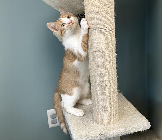 Enlarge Ralphie, an adopted Domestic Short Hair in Charles Town, WV image 5/6