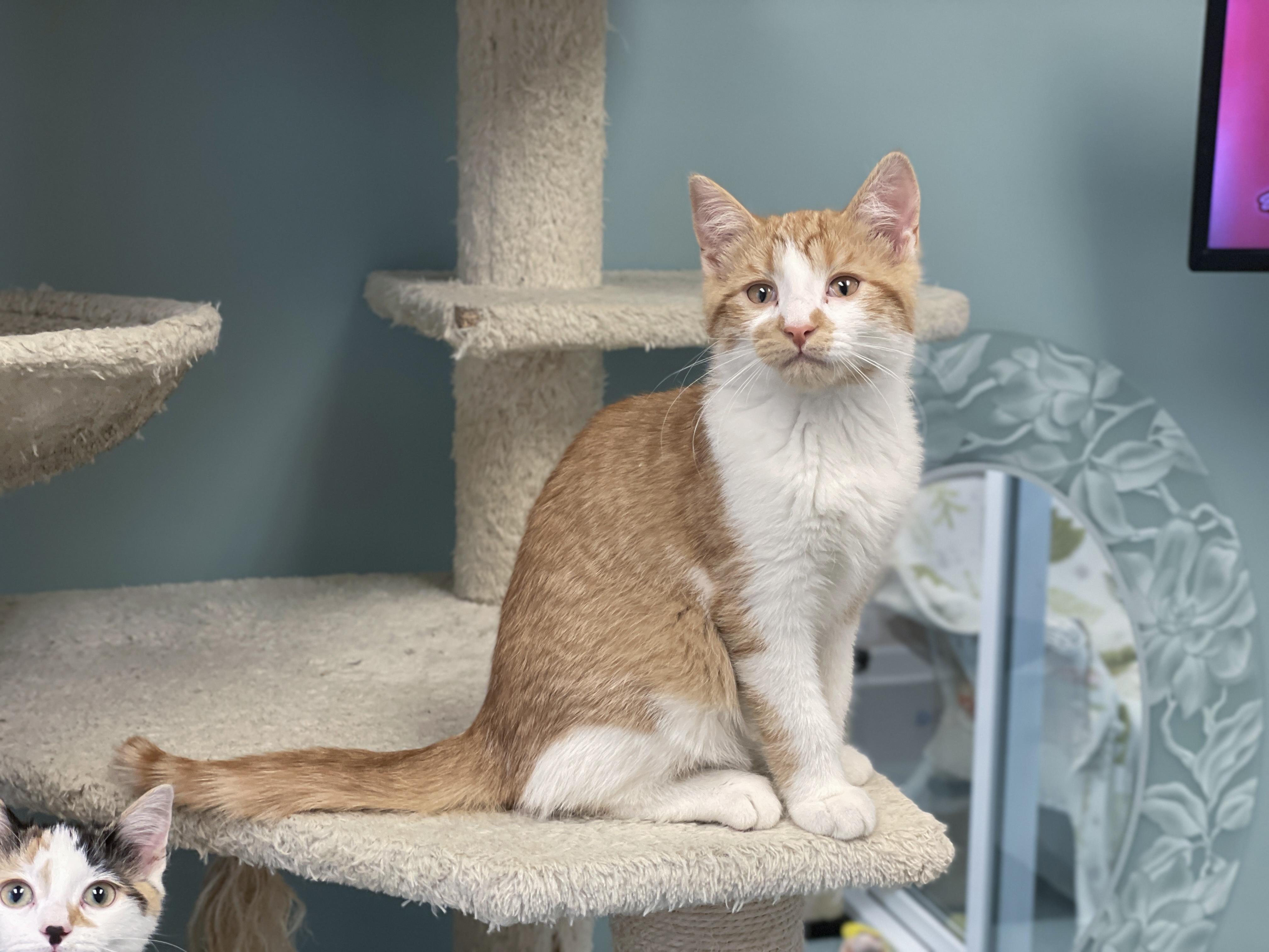 Enlarge Ralphie, an adopted Domestic Short Hair in Charles Town, WV image 6/6