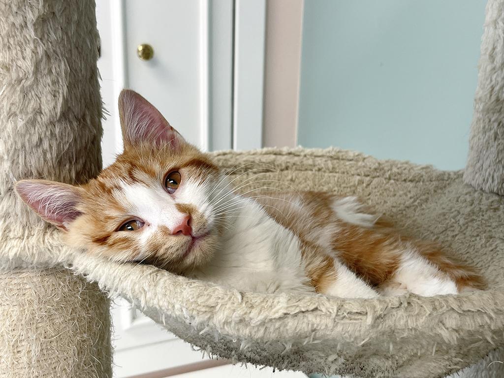 Enlarge Ralphie, an adopted Domestic Short Hair in Charles Town, WV image 3/6