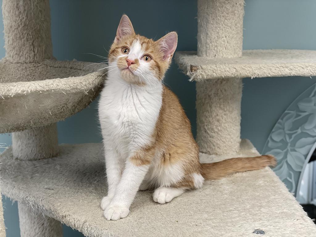 Enlarge Ralphie, an adopted Domestic Short Hair in Charles Town, WV image 1/6