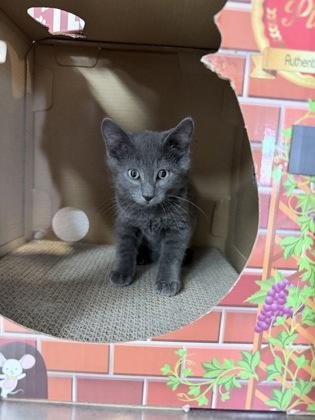 Hen Wen, adopted, Kitten Male Domestic Short Hair.