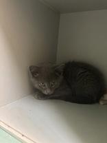 Hen Wen, an adopted Domestic Short Hair in Steamboat Springs, CO image 2/2
