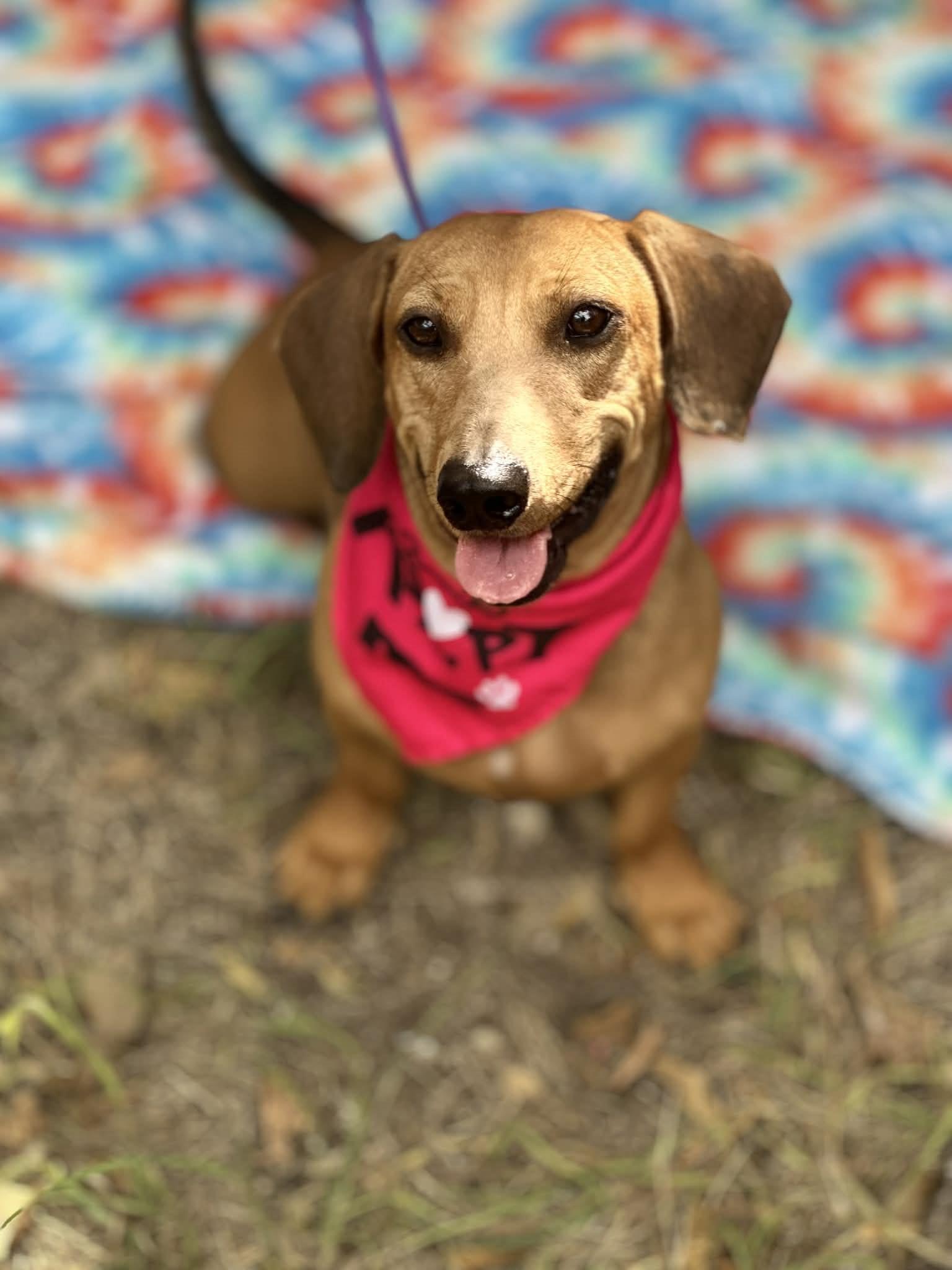 Rosie, ADOPTABLE, Adult Female Dachshund.