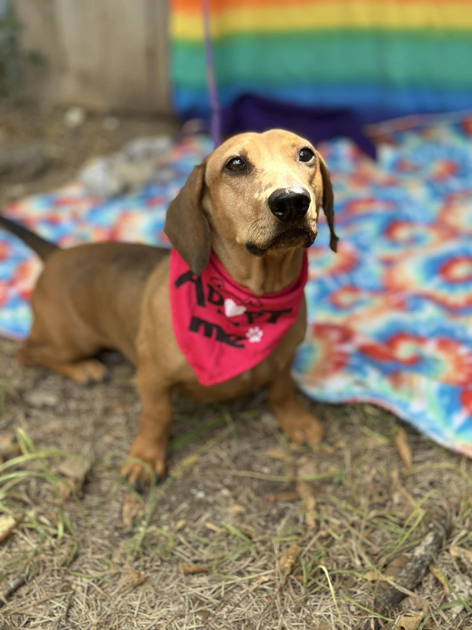 Enlarge Rosie, a ADOPTABLE mixed breed in San Antonio, TX image 2/4