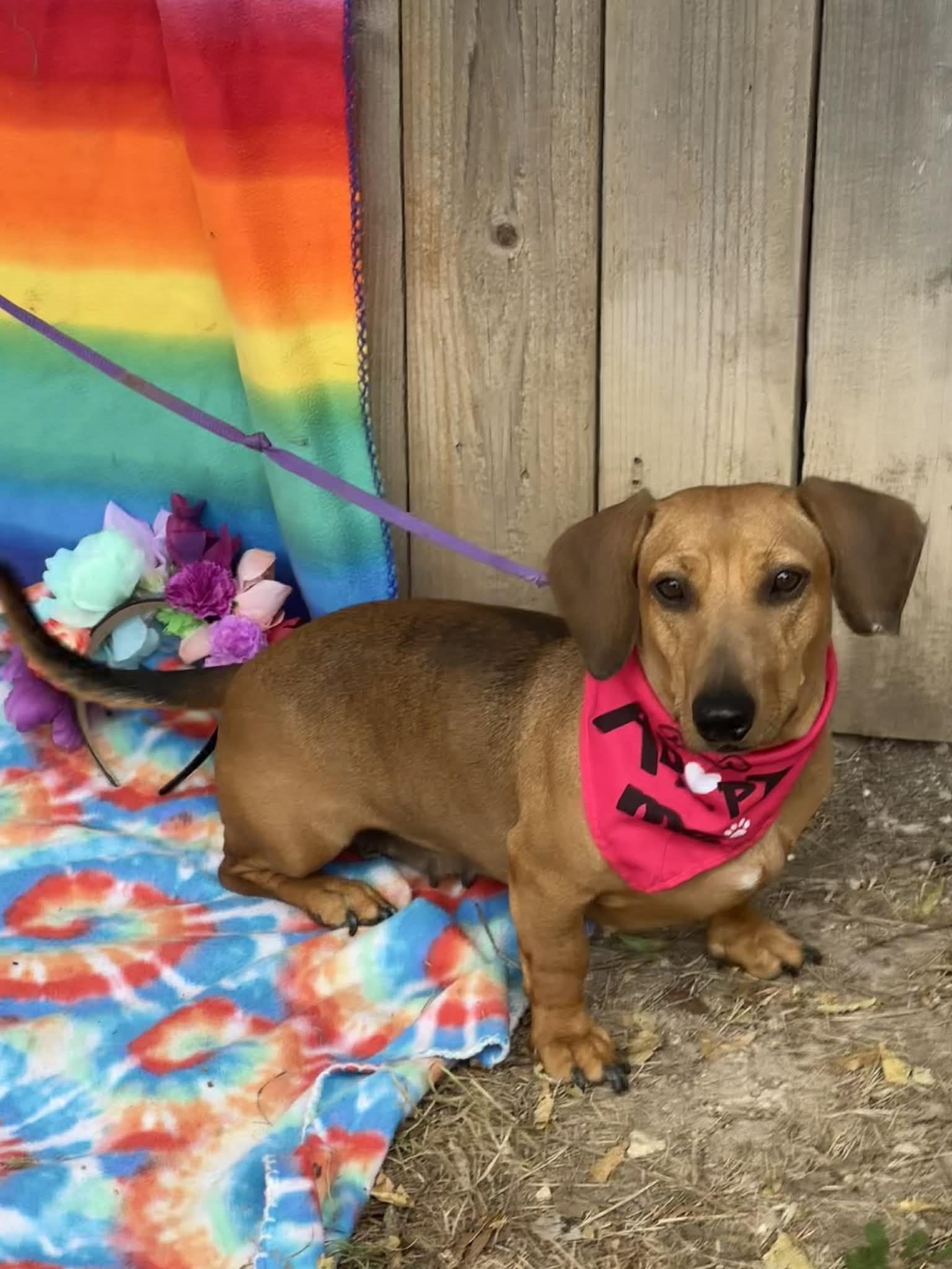 Enlarge Rosie, a ADOPTABLE mixed breed in San Antonio, TX image 3/4