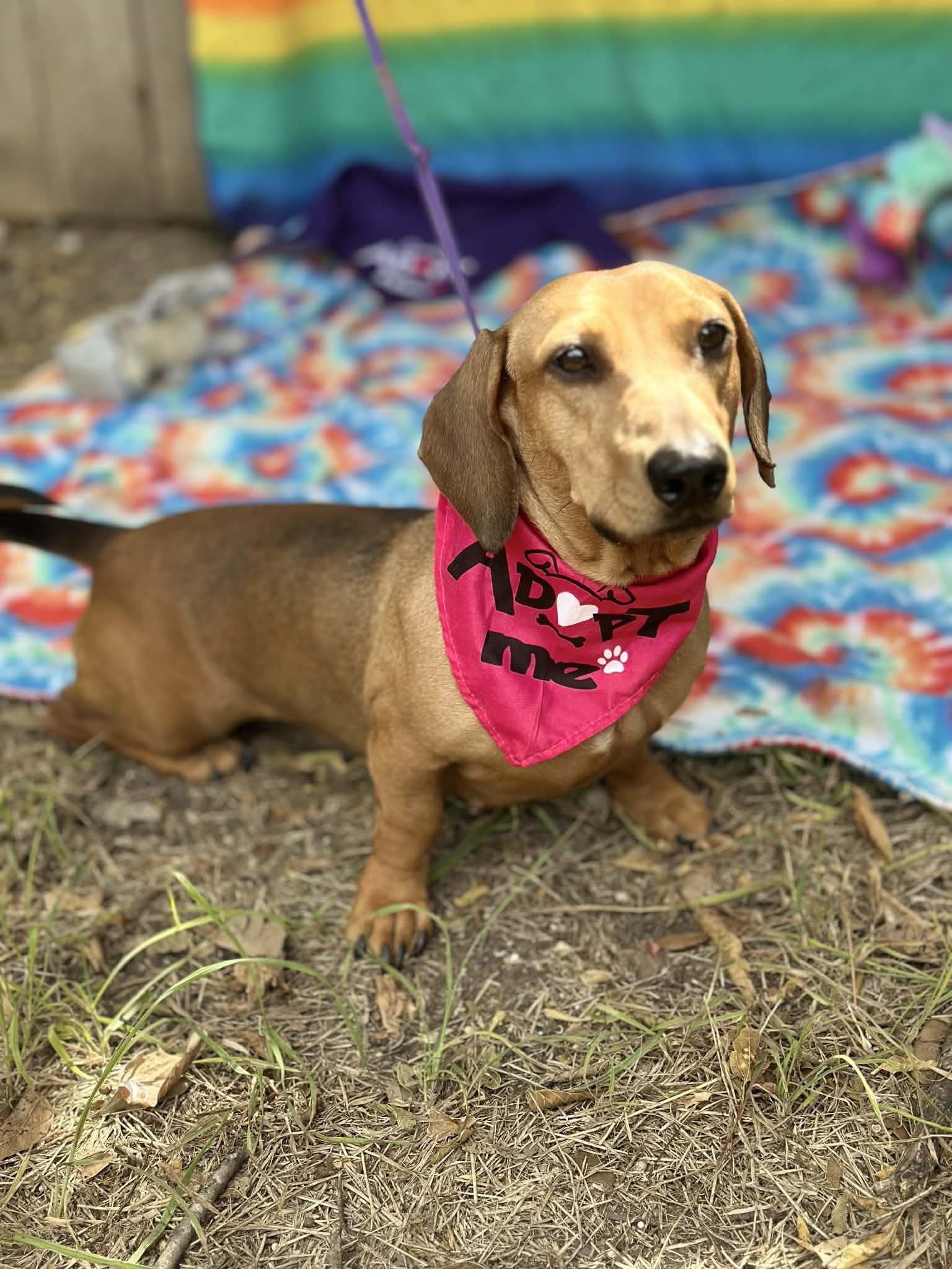 Enlarge Rosie, a ADOPTABLE mixed breed in San Antonio, TX image 4/4