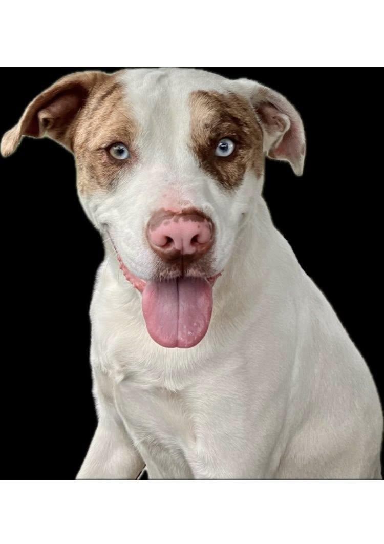 Bluey, a Adoptable mixed breed in Shreveport, LA image 2/5