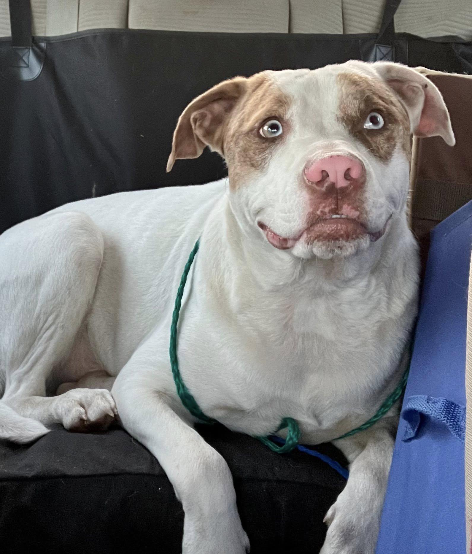 Bluey, Young Male Catahoula Leopard Dog