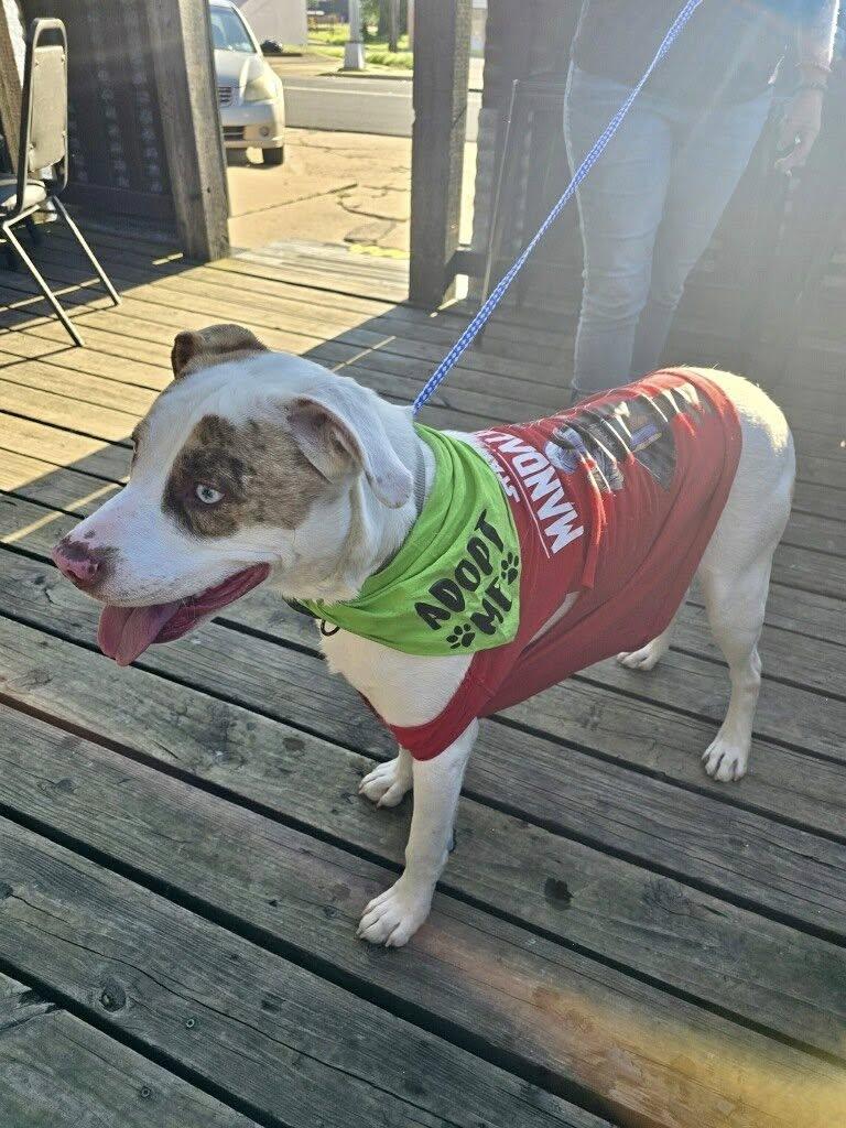 Bluey, a Adoptable mixed breed in Shreveport, LA image 4/5