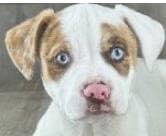 Bluey, a Adoptable mixed breed in Shreveport, LA image 5/5