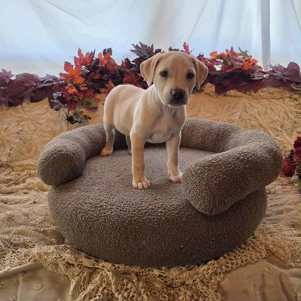 Petunia, Adoptable, Puppy Female Yellow Labrador Retriever.