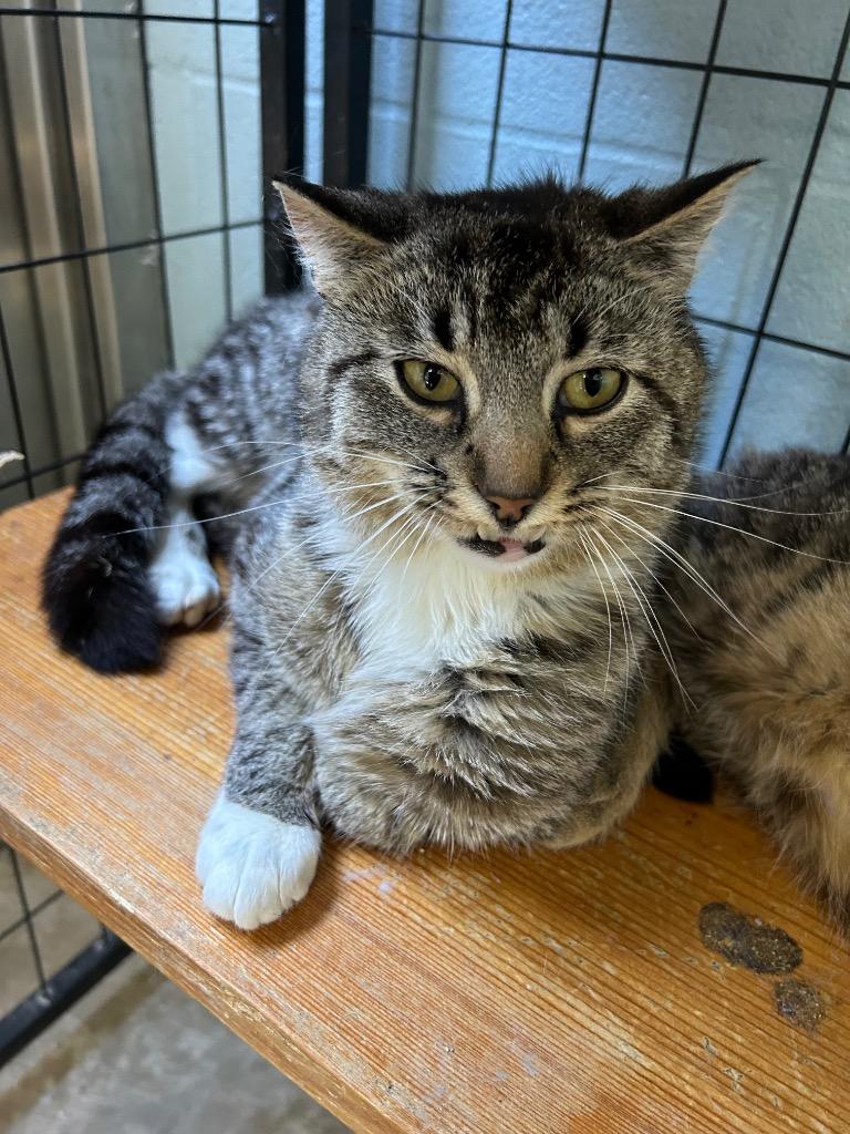 Bulldog, Adoptable, Young Male Domestic Short Hair.