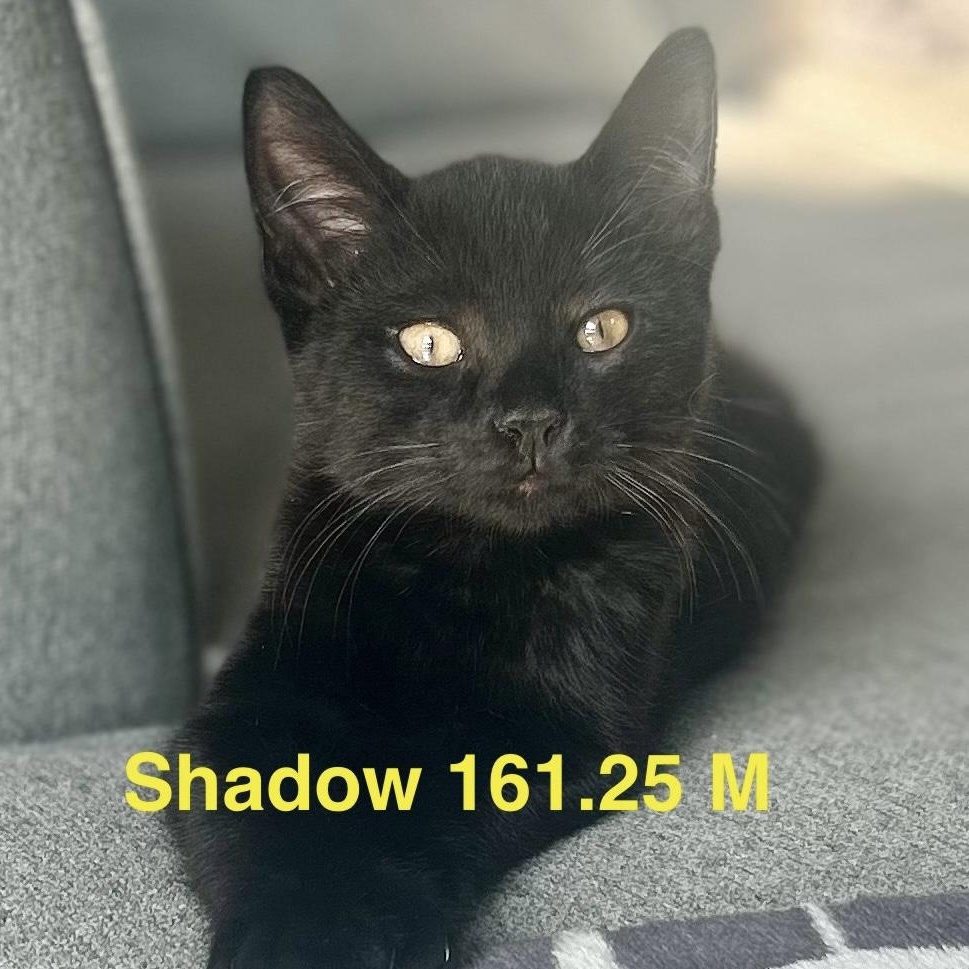 Foster Shadow