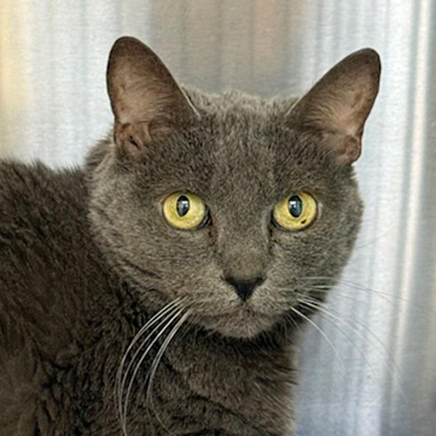 Hope, ADOPTABLE, Senior Female Domestic Short Hair.