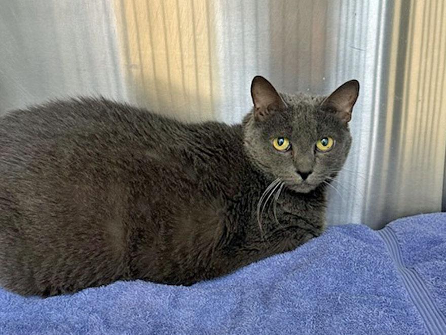 Enlarge Hope, a ADOPTABLE Domestic Short Hair in E Falmouth, MA image 3/3