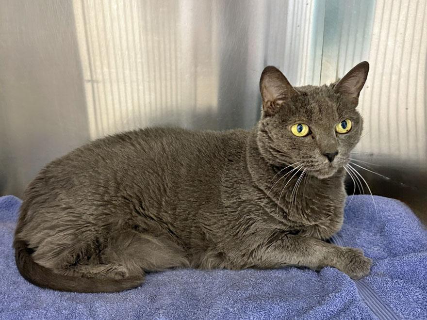 Enlarge Hope, a ADOPTABLE Domestic Short Hair in E Falmouth, MA image 2/3