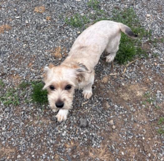 TAMAGOTCHI, Adoptable, Young Male Shih Tzu.