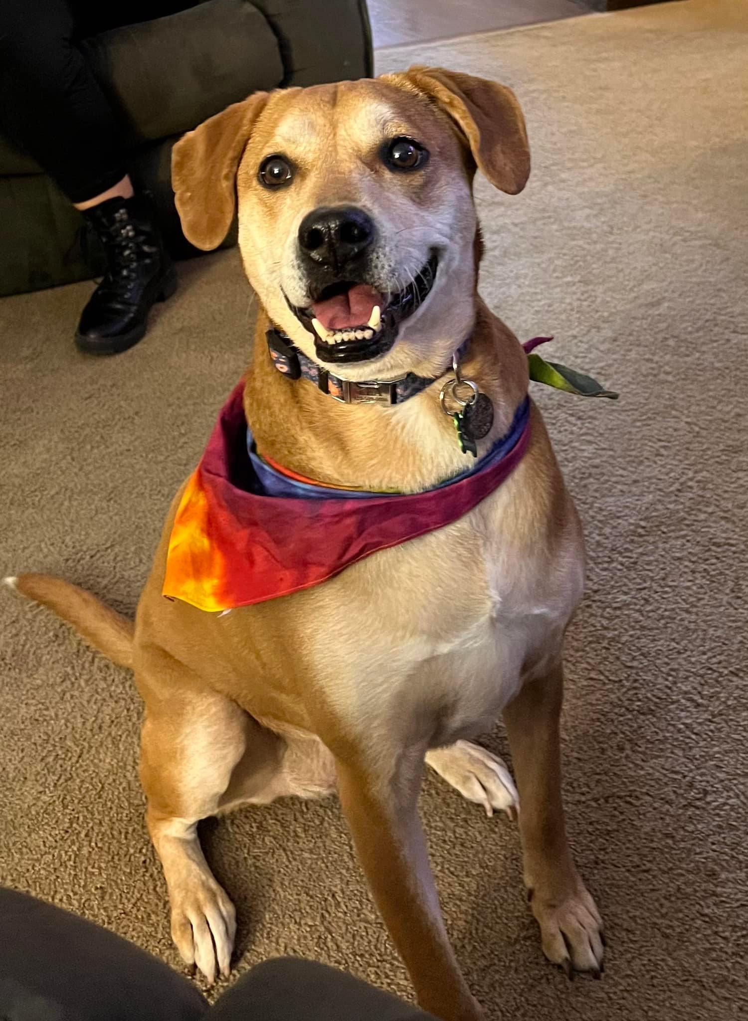 Lea, Adopted, Senior Female American Foxhound.