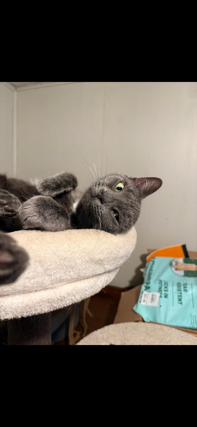 Momma Hickory, Adopted, Adult Female Domestic Short Hair.