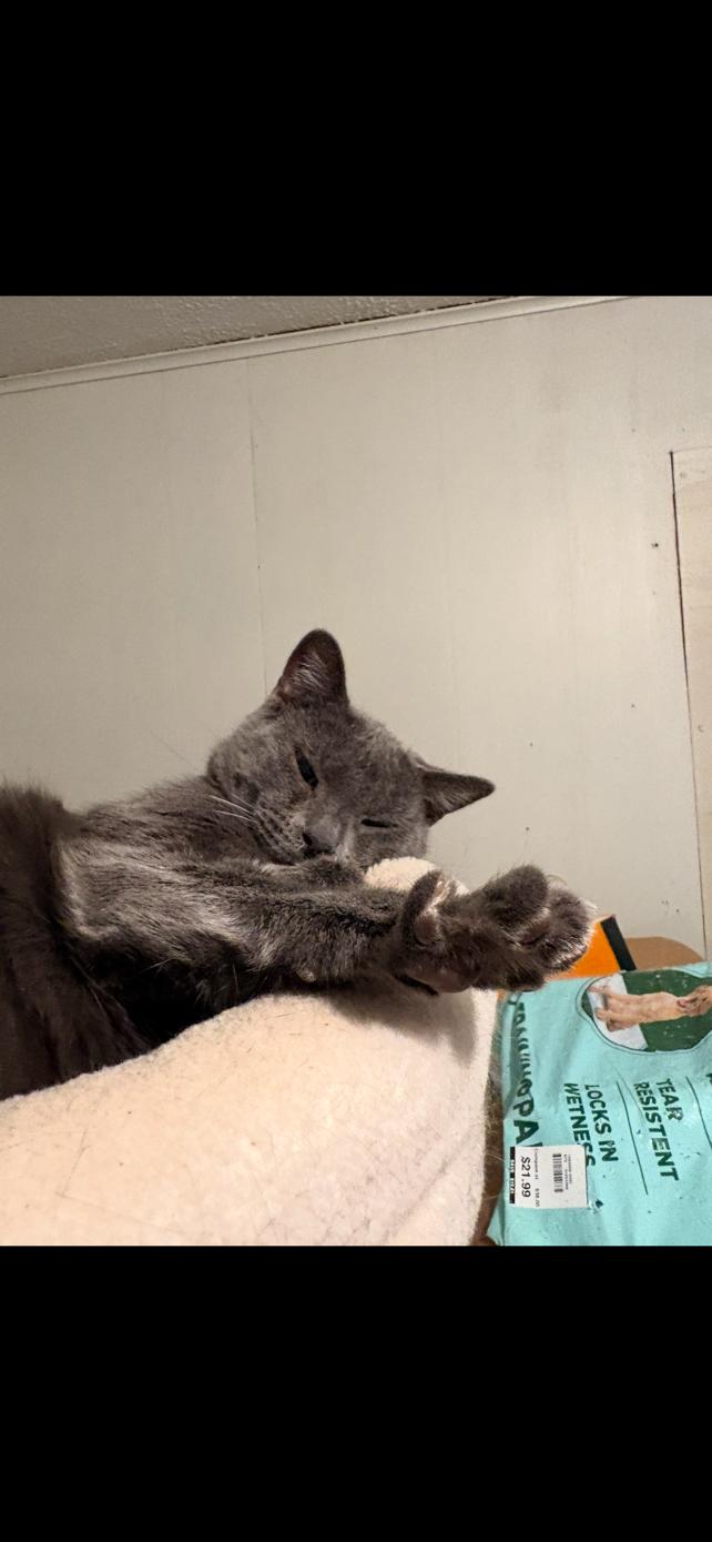 Enlarge Momma Hickory, a Adopted Domestic Short Hair in Elkins, WV image 2/2