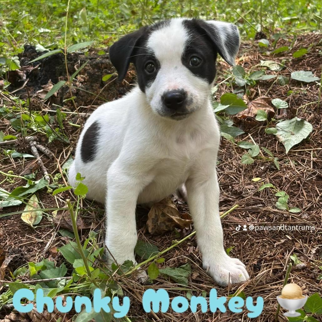 Enlarge Chunky Monkey, a Adopted mixed breed in Austell, GA image 2/6