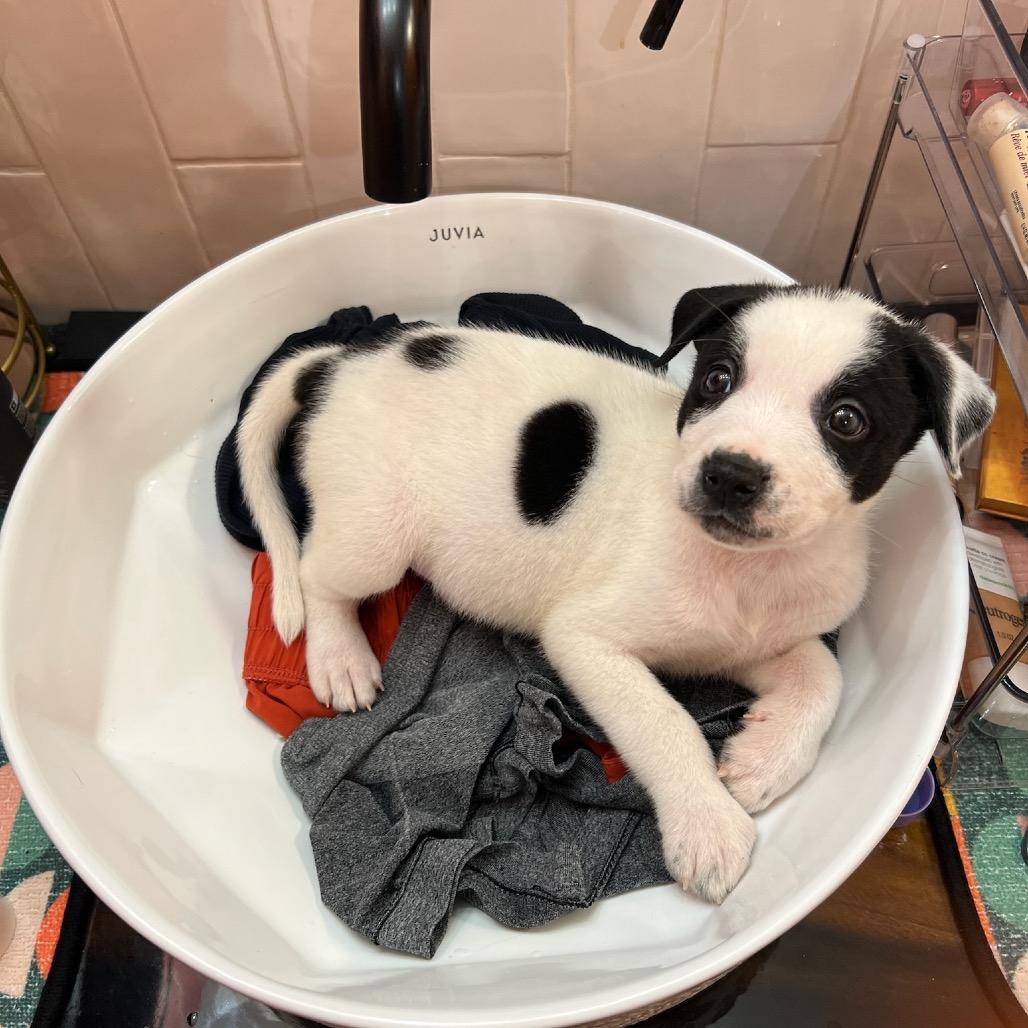 Enlarge Chunky Monkey, a Adopted mixed breed in Austell, GA image 3/6