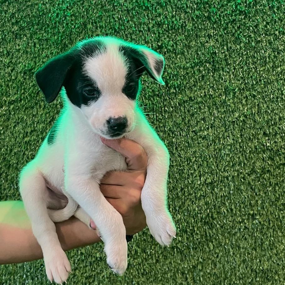 Enlarge Chunky Monkey, a Adopted mixed breed in Austell, GA image 4/6