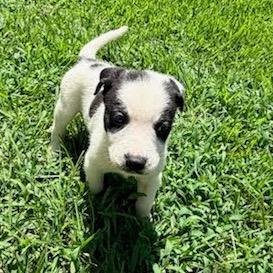 Enlarge Chunky Monkey, a Adopted mixed breed in Austell, GA image 6/6