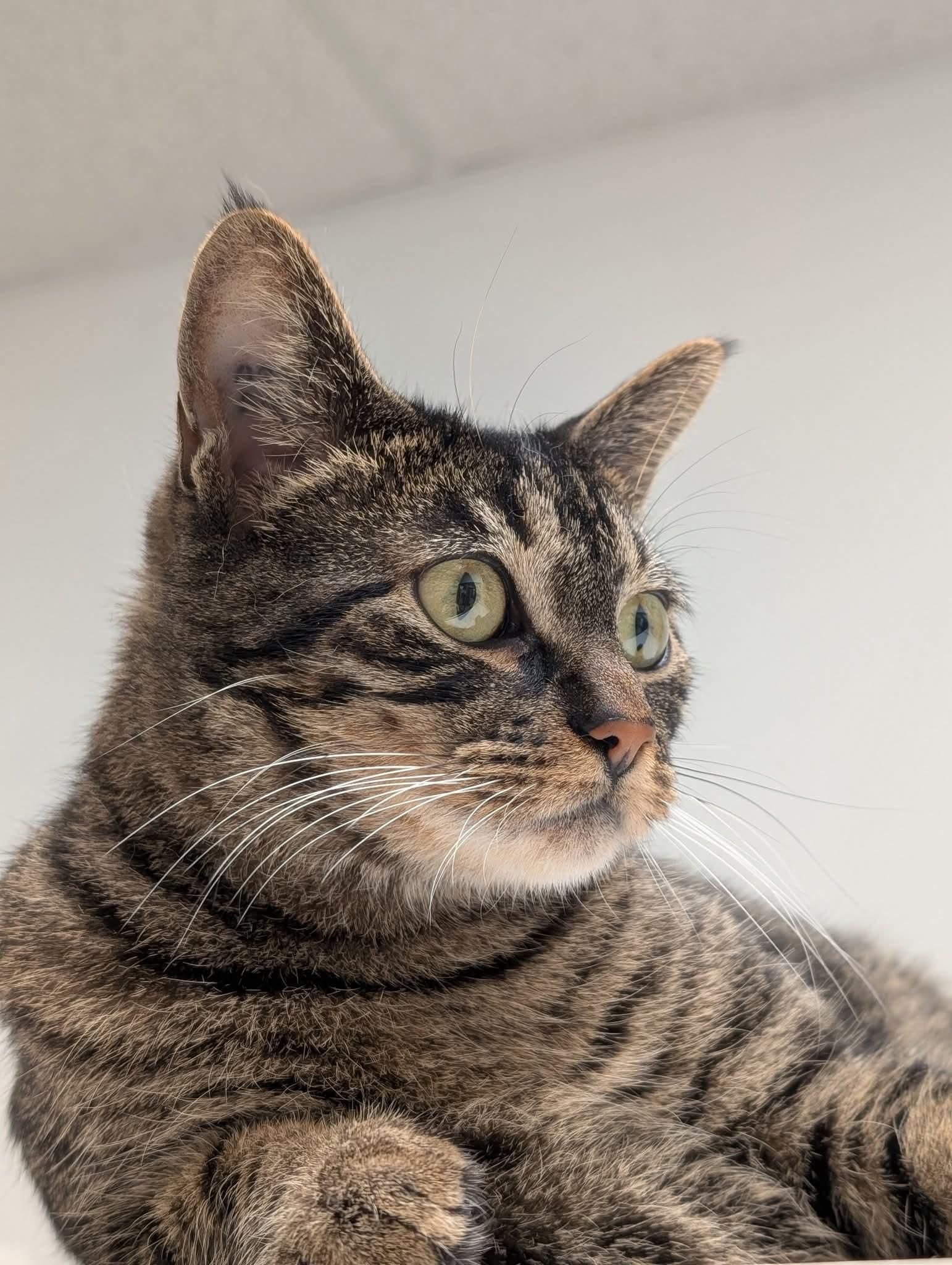 Cashew, Adoptable, Adult Male Domestic Short Hair.