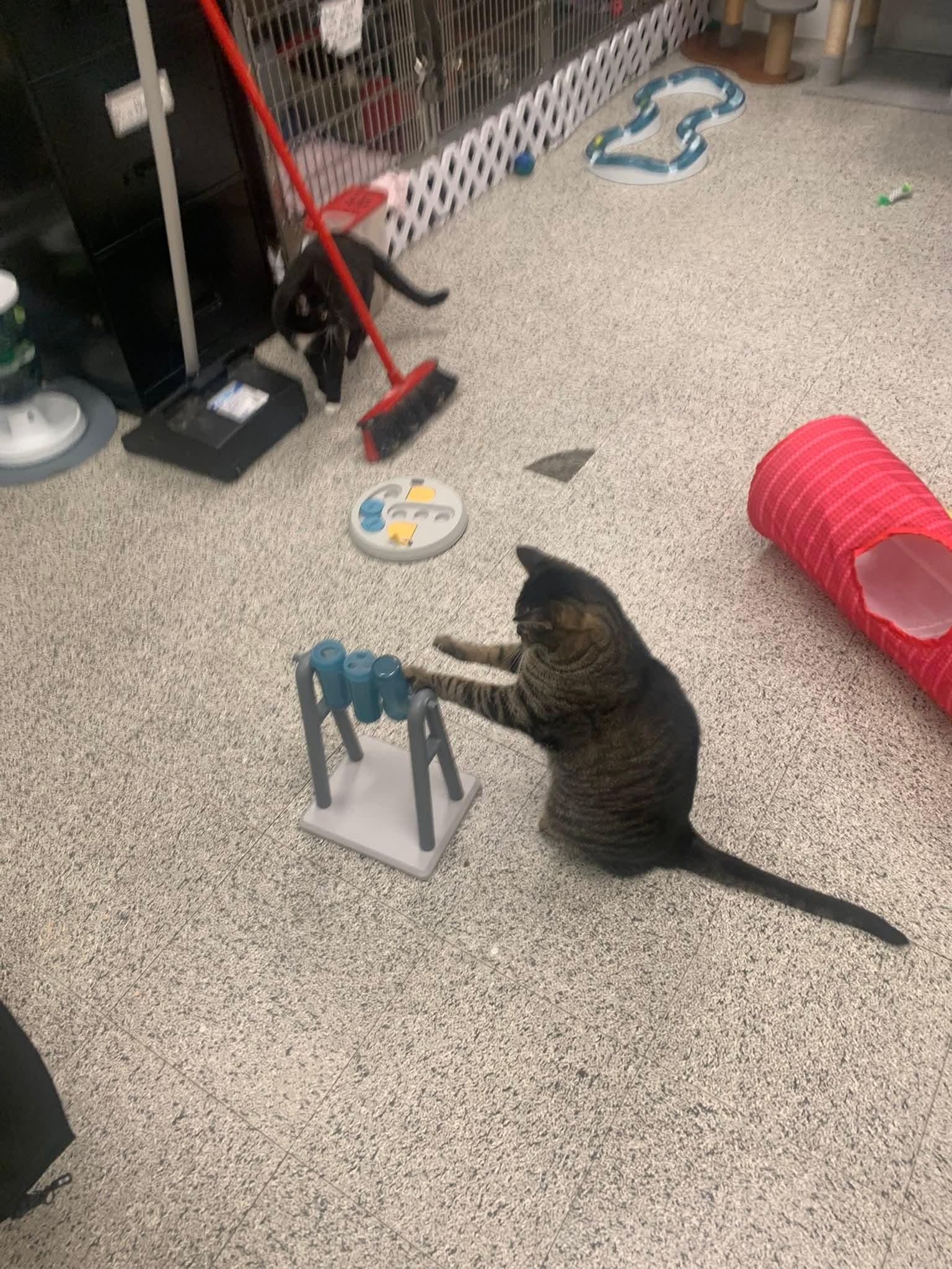 Cashew, a Adoptable Domestic Short Hair in Chilliwack, BC image 2/3