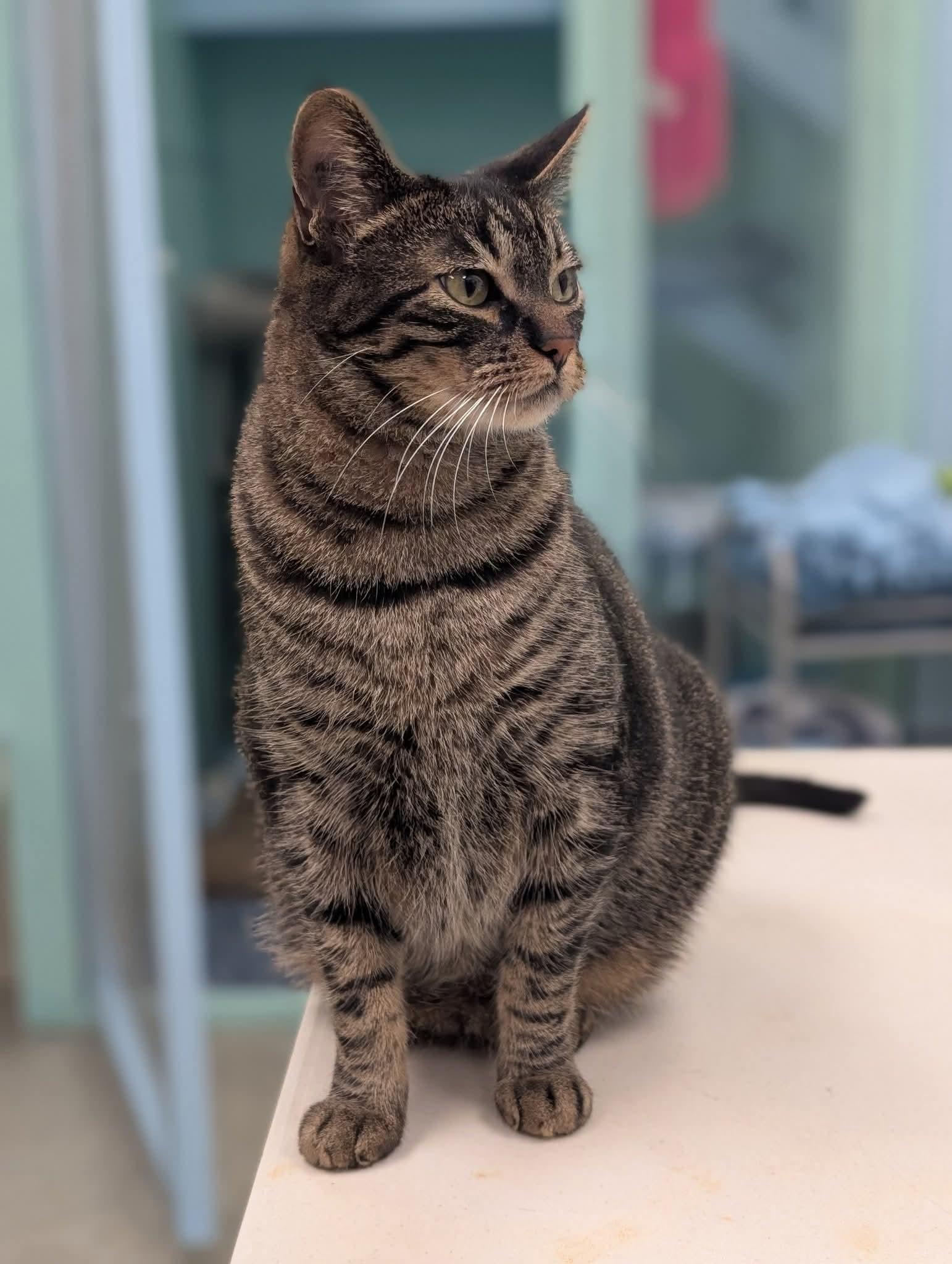 Cashew, a Adoptable Domestic Short Hair in Chilliwack, BC image 3/3