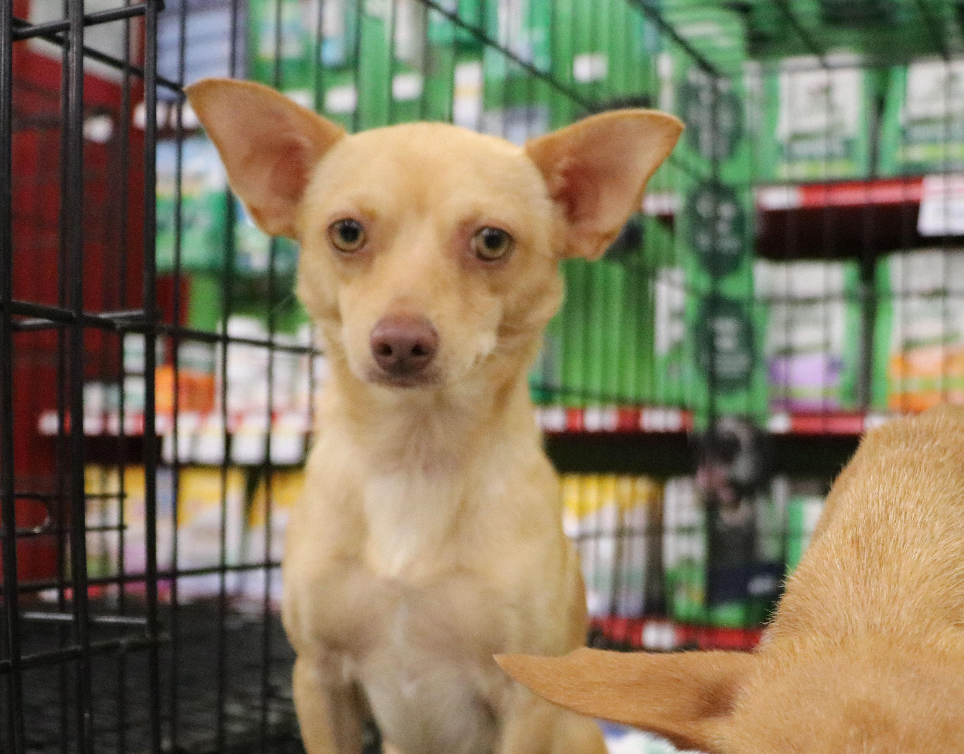 Wilder, Adopted, Young Male Chihuahua.