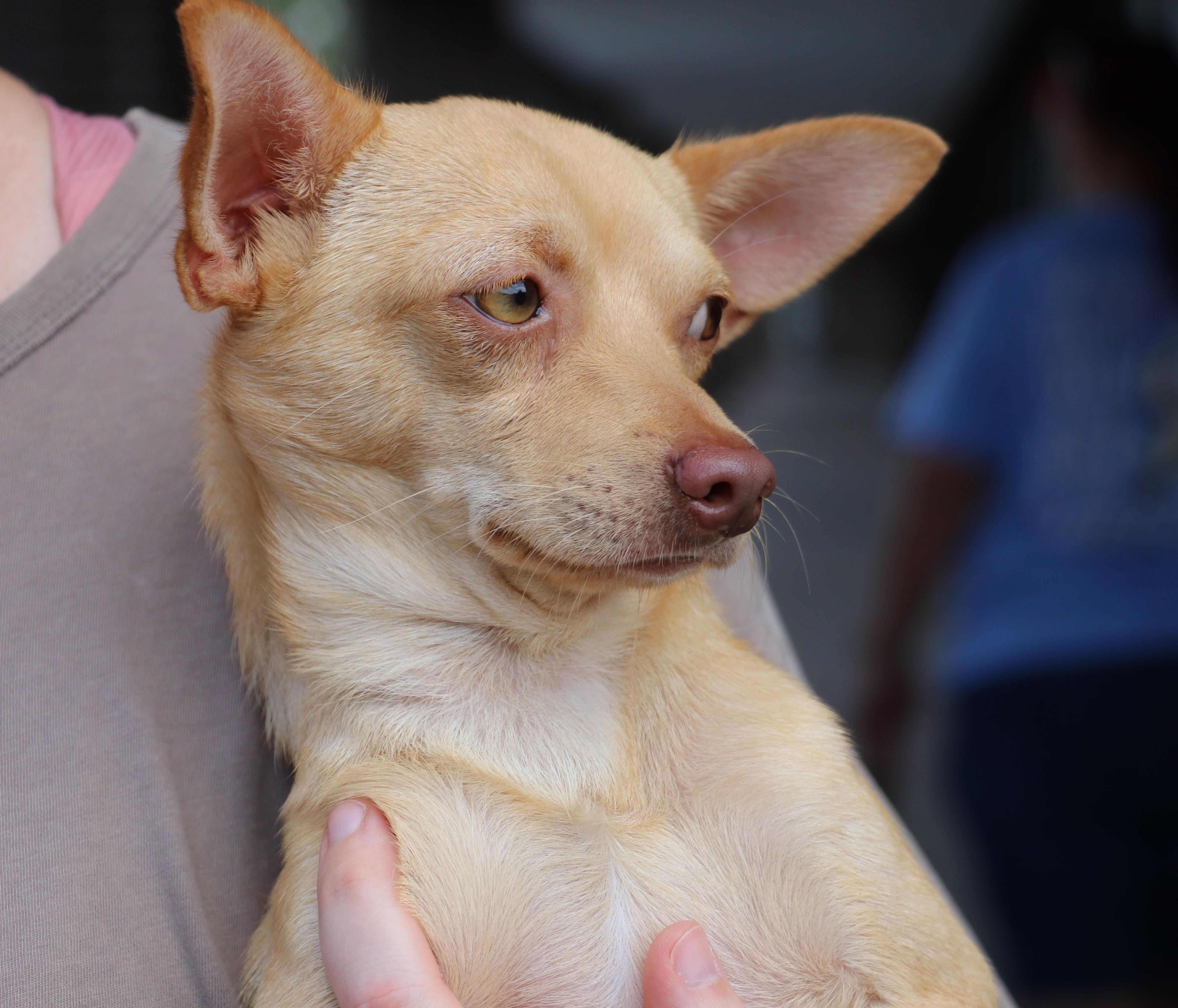 Enlarge Wilder, a Adopted Chihuahua in Pflugerville, TX image 6/6