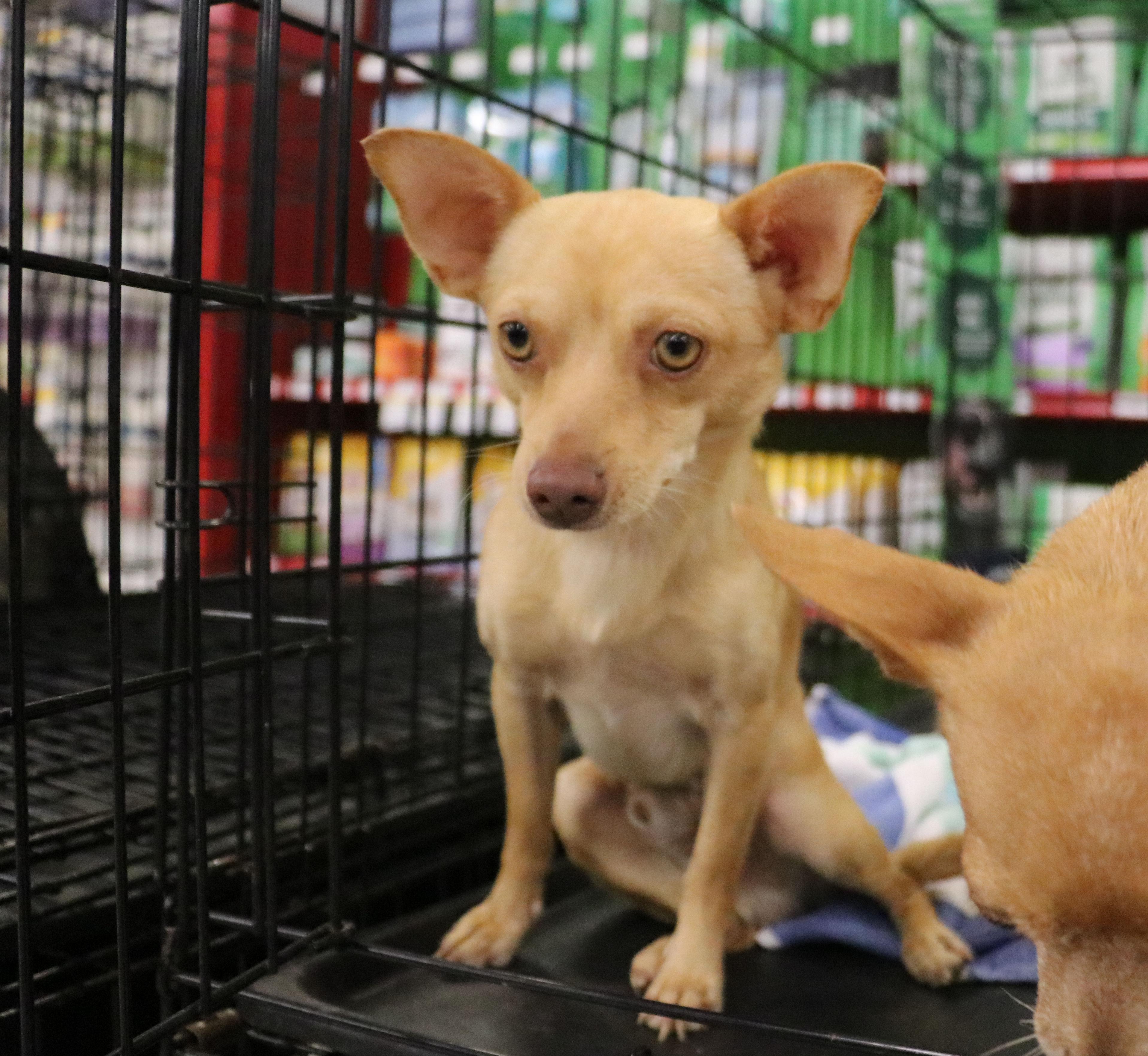 Enlarge Wilder, a Adopted Chihuahua in Pflugerville, TX image 4/6