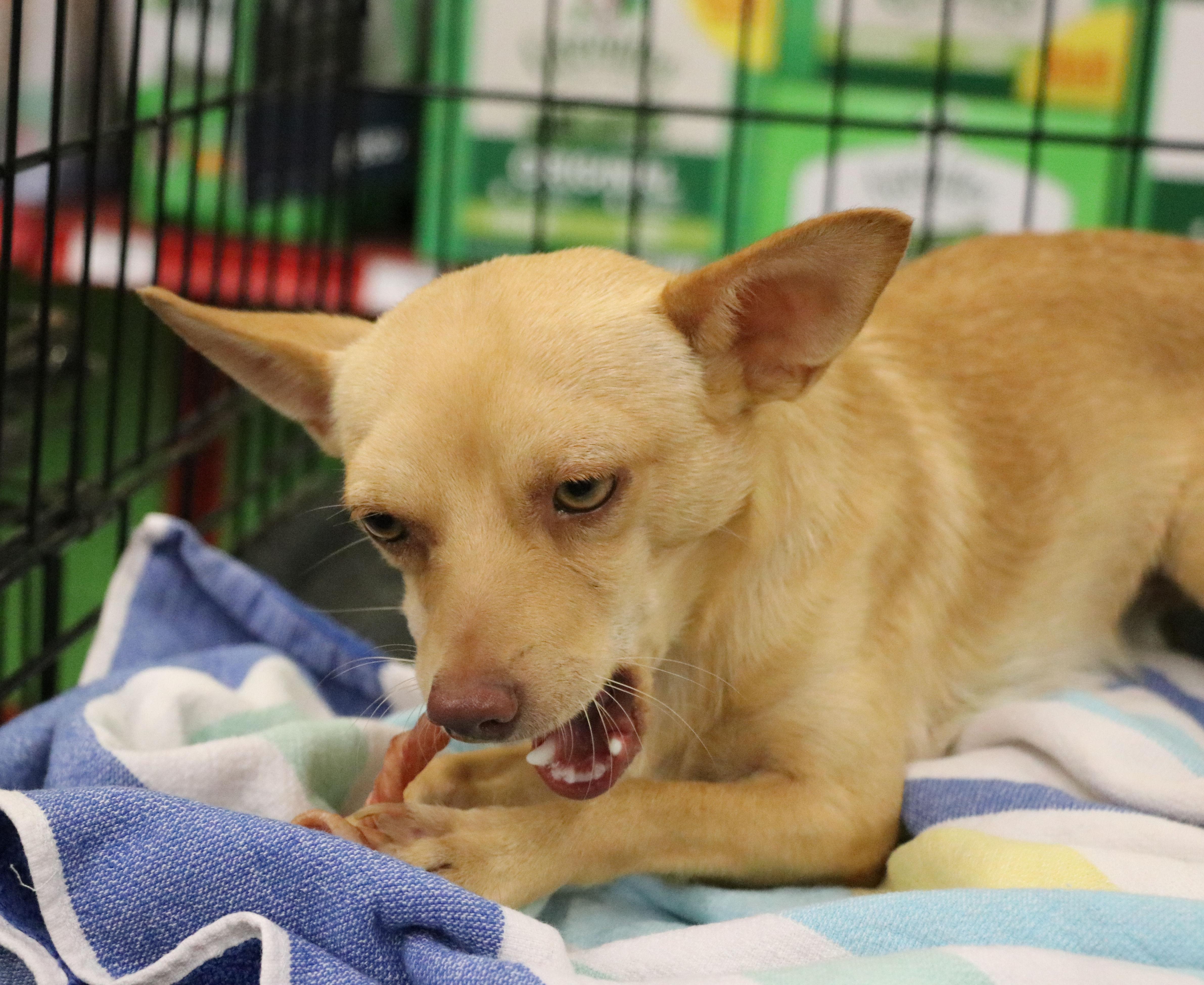 Enlarge Wilder, a Adopted Chihuahua in Pflugerville, TX image 5/6