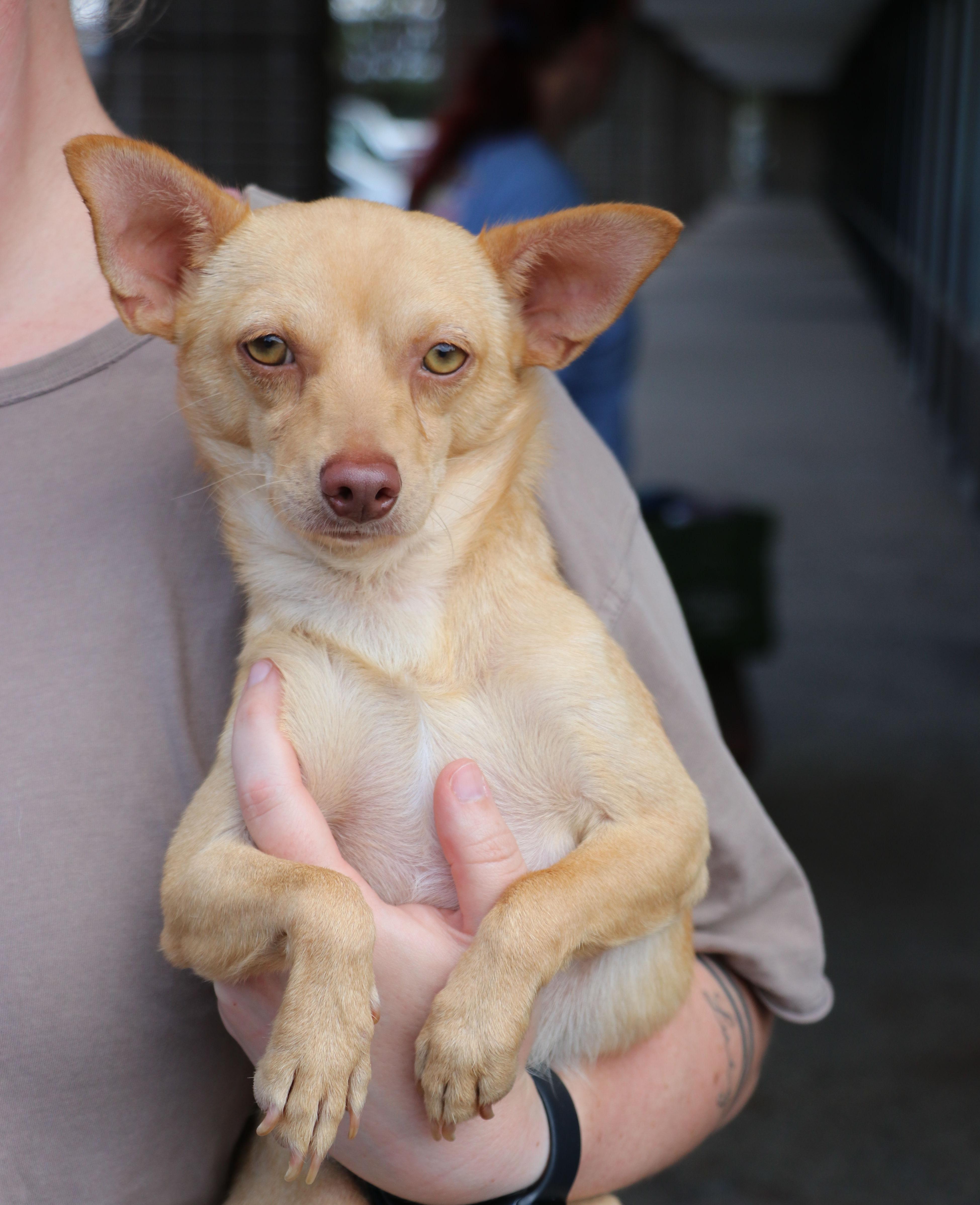 Enlarge Wilder, a Adopted Chihuahua in Pflugerville, TX image 2/6