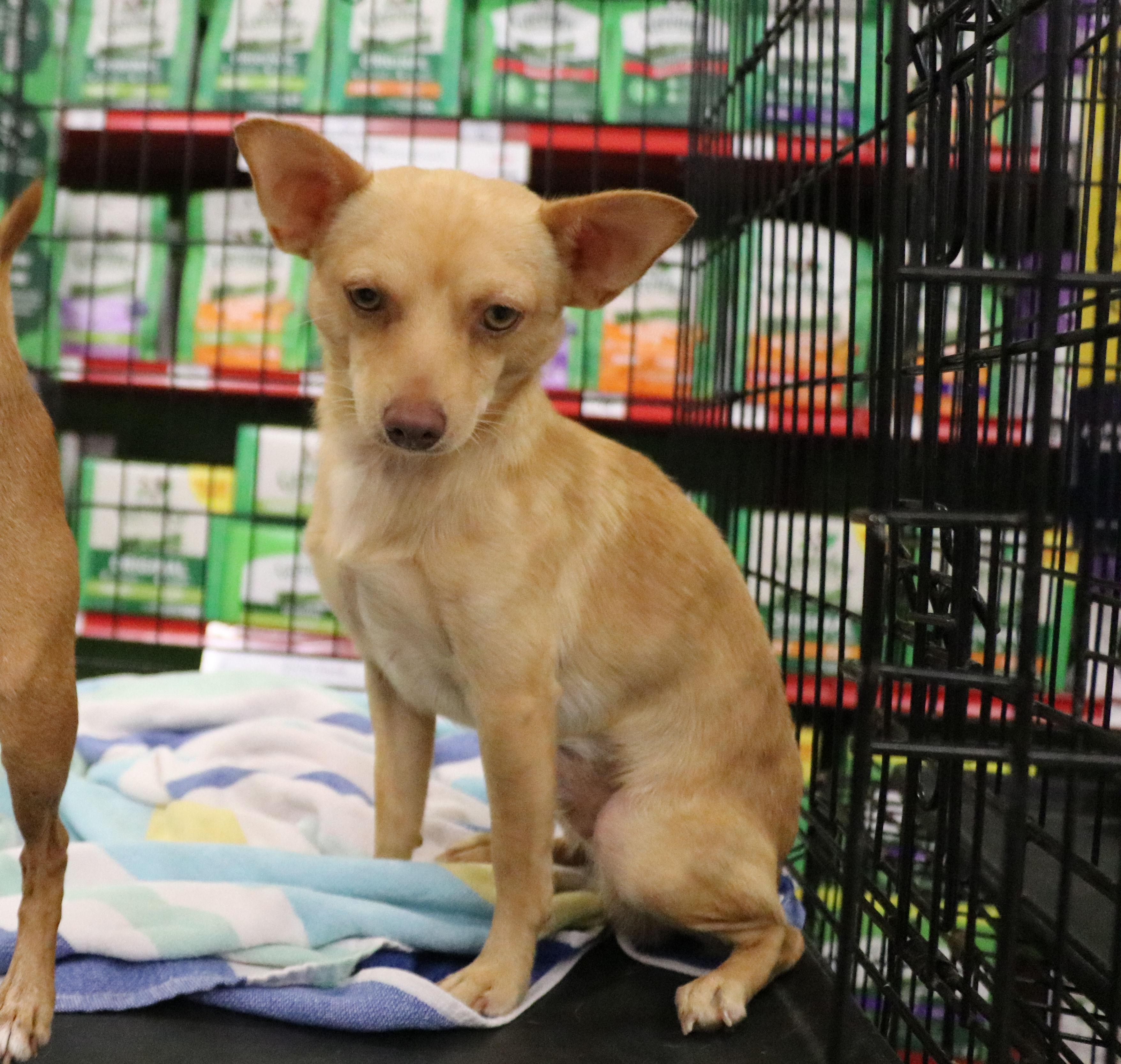 Enlarge Wilder, a Adopted Chihuahua in Pflugerville, TX image 3/6