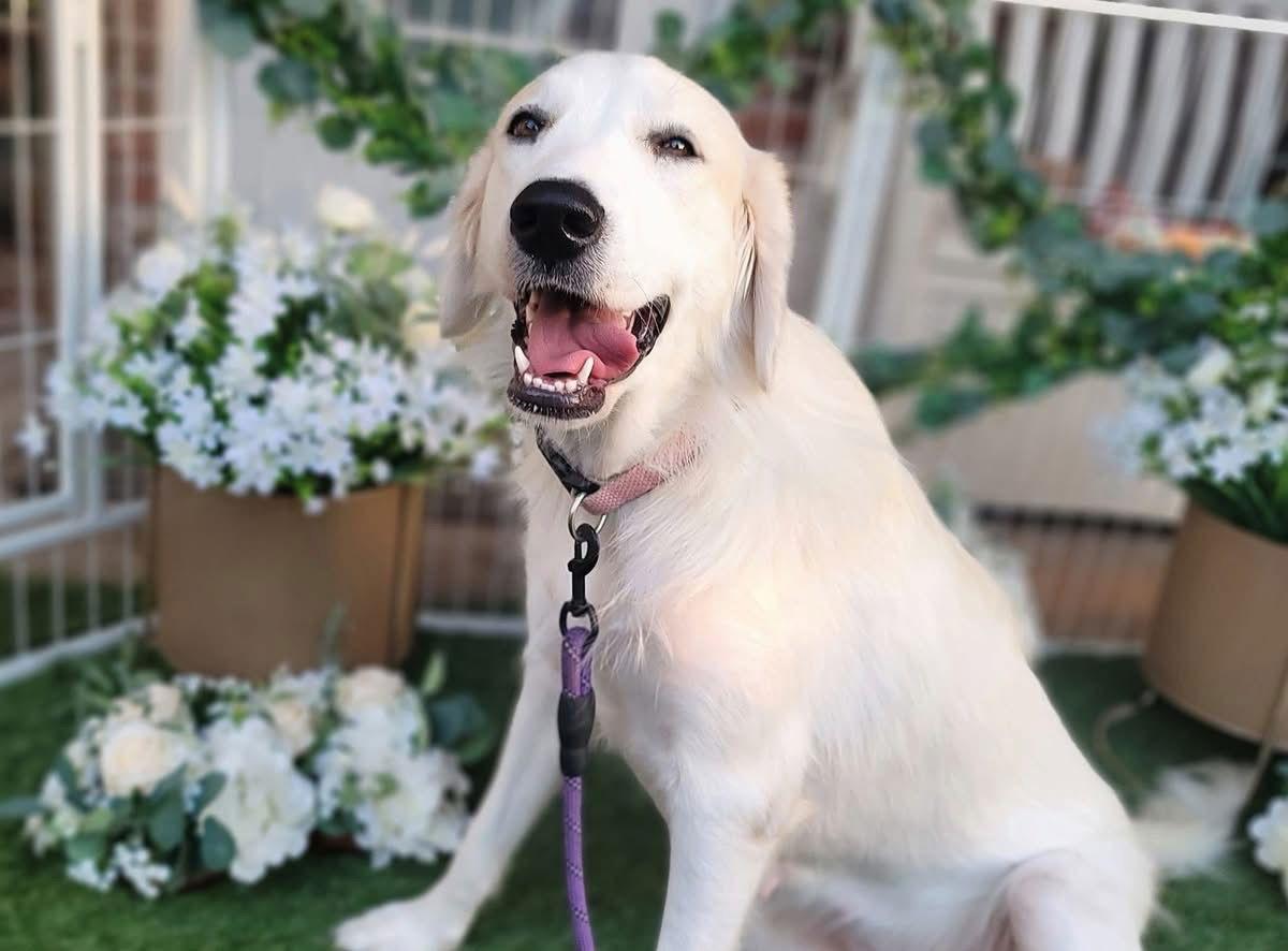 Enlarge Helena, a ADOPTABLE Great Pyrenees in Fredericksburg, VA image 2/6