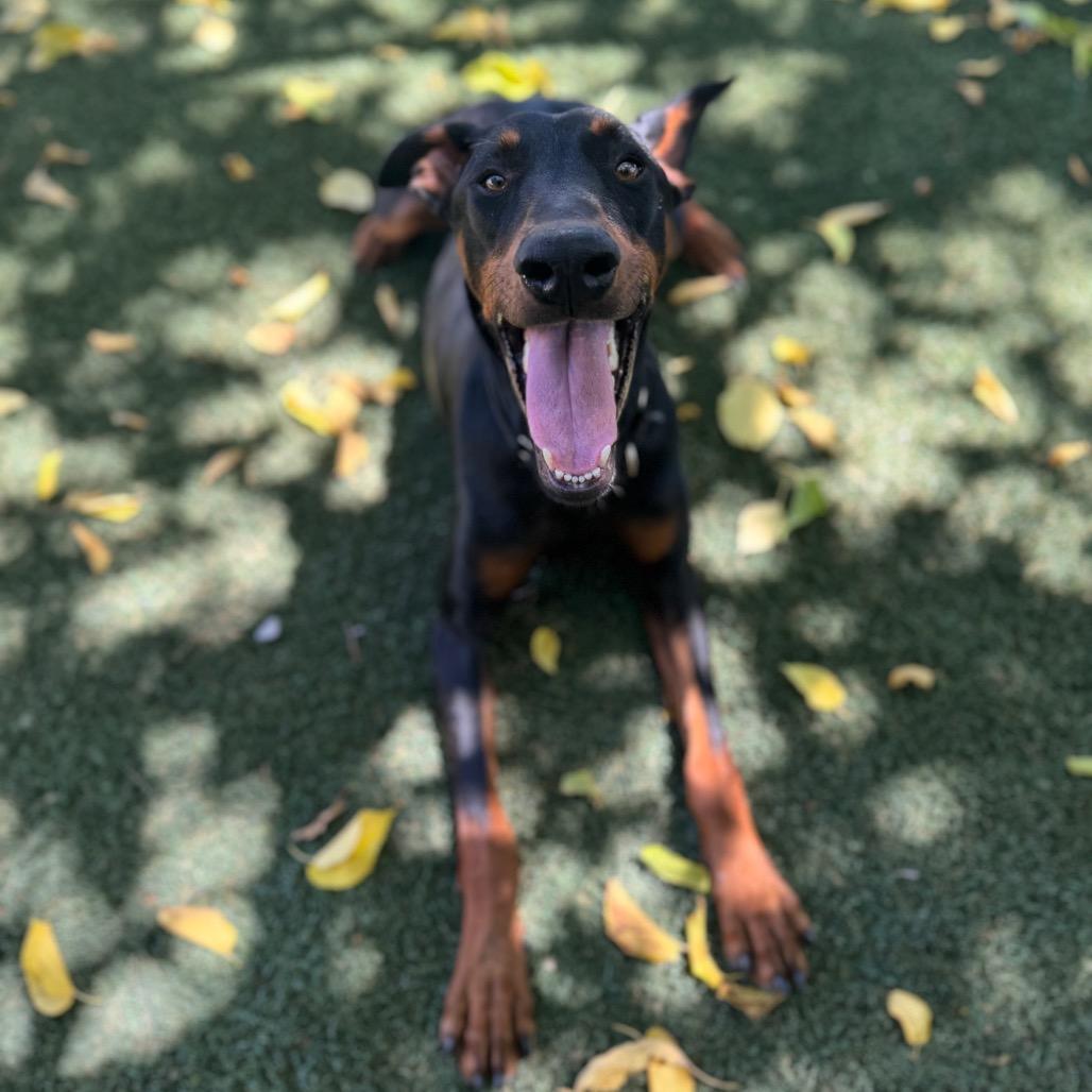 Duke, Adoptable, Adult Male Doberman Pinscher.