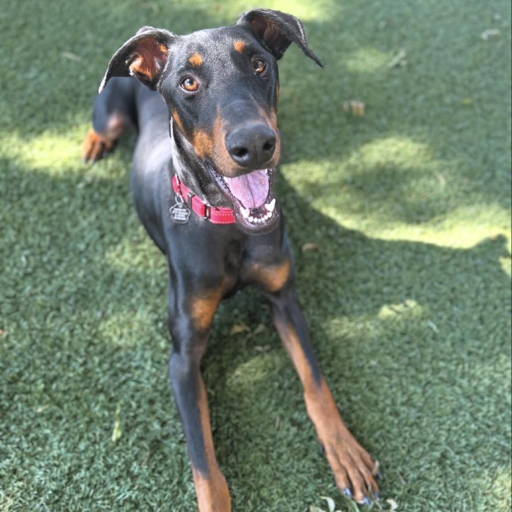 Enlarge Duke, a Adoptable Doberman Pinscher image 4/5