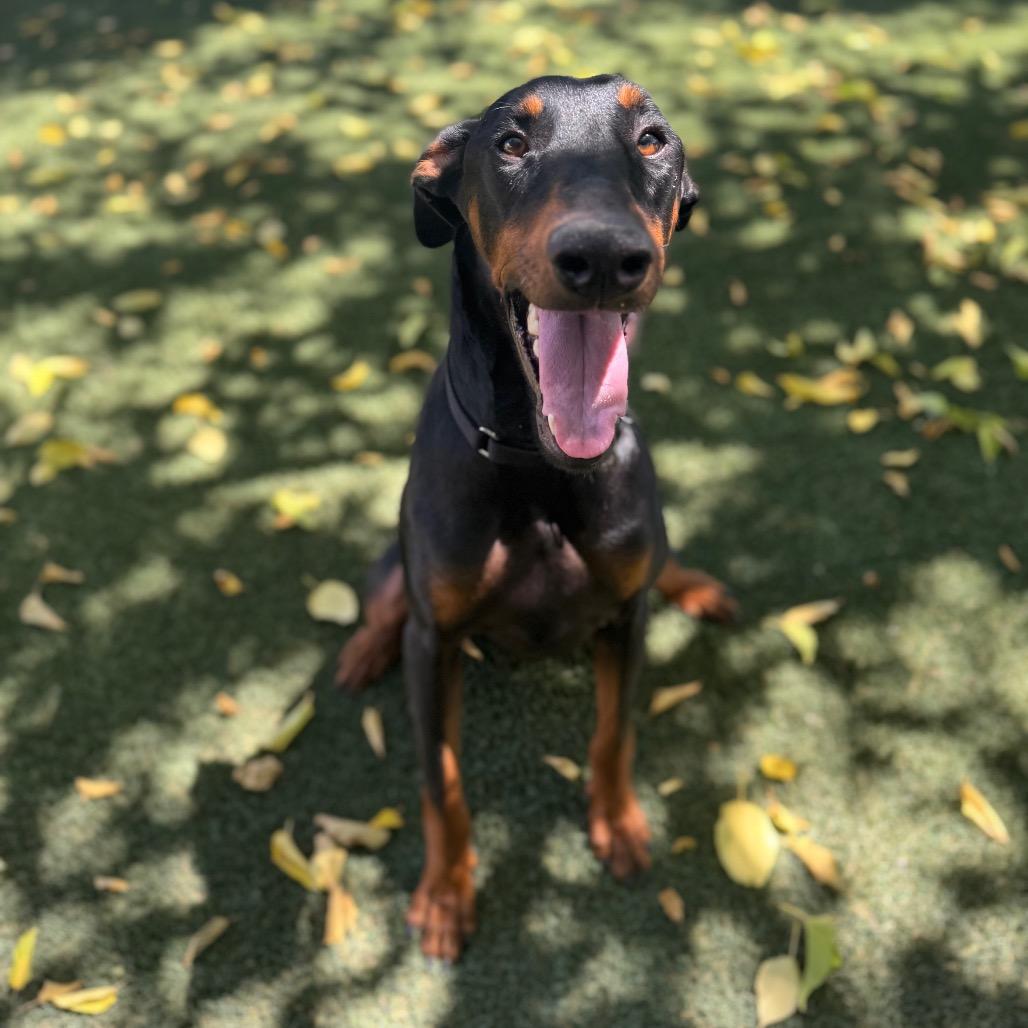 Enlarge Duke, a Adoptable Doberman Pinscher image 5/5