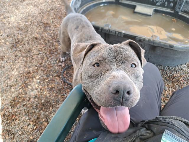 HUNNY, Adoptable, Young Female Pit Bull Terrier & Mixed Breed.