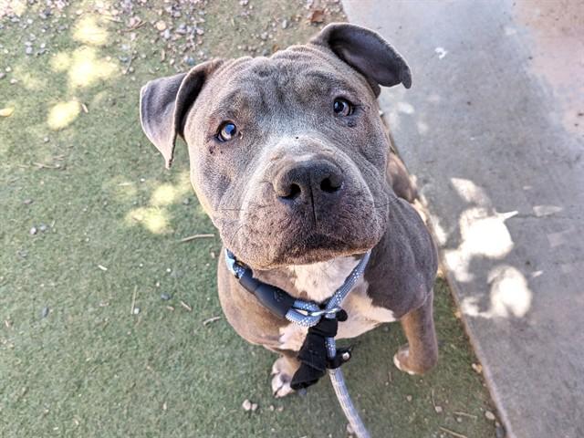 HUNNY, Adoptable, Young Female Pit Bull Terrier & Mixed Breed.