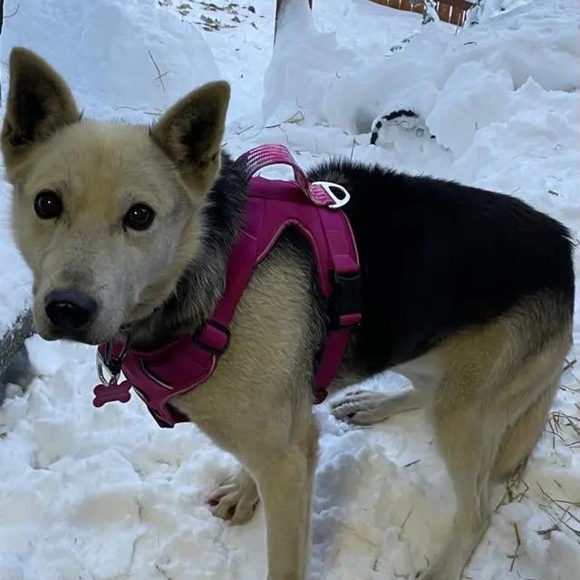 Beyonce, ADOPTABLE, Senior Female Husky.
