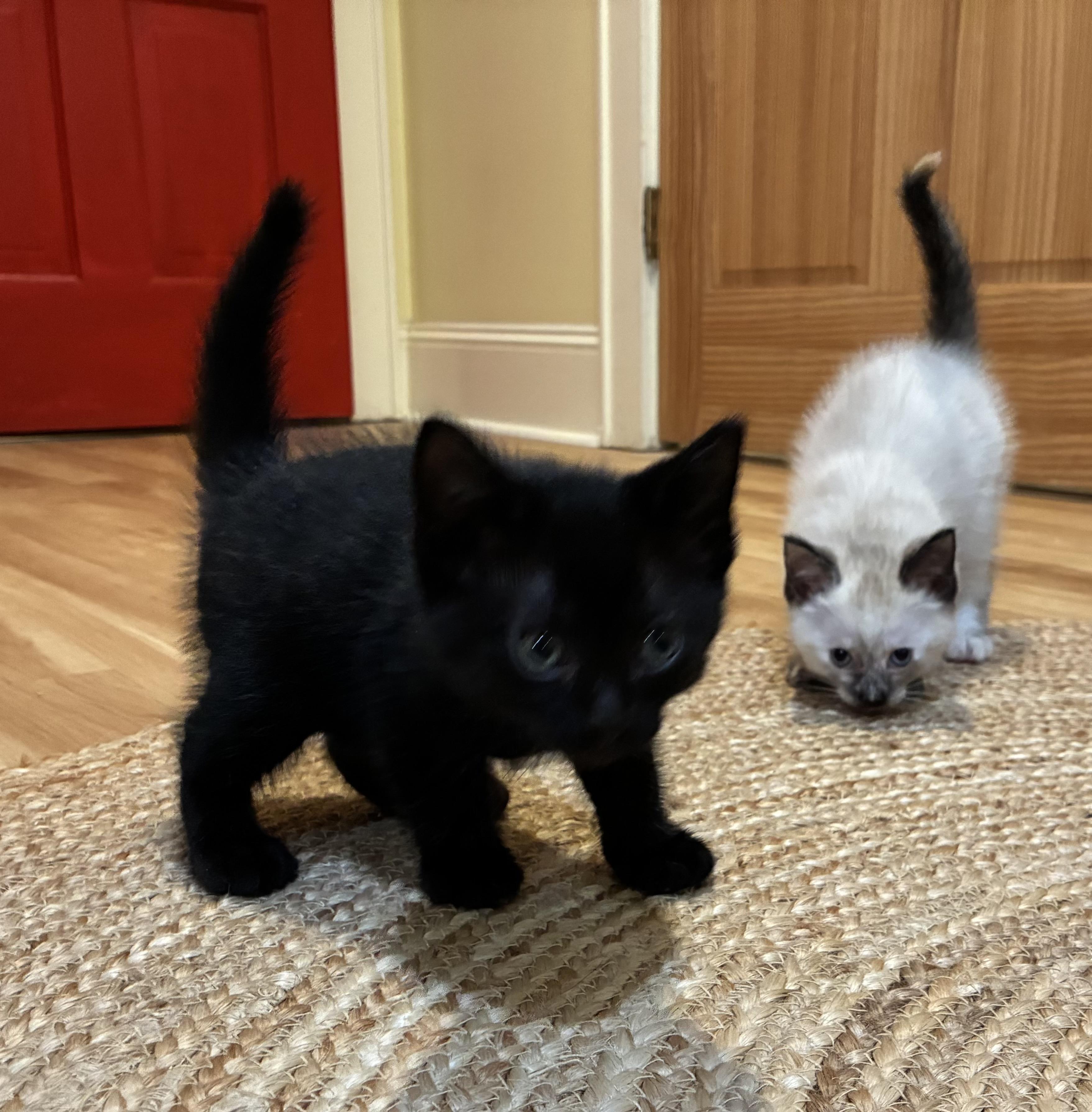 Sissy Lilac Beauty & Brother Black Beauty, Baby Female Domestic Short Hair